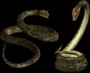 snake.png4050.png from المنشية png