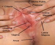 vagina.jpg from ভোদা চুষার ছবি