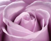 light purple rose 110756450.jpg from lila
