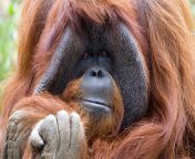 la na sign language orangutan dies 20170808 from paah chantek