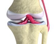 knee joint1.jpg from com jint