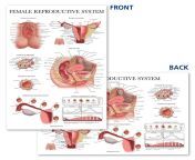 female reproductive system anatomical chart 3.jpg from female reproductive systems sex timegla shapla kata laga sex