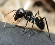 pavement ant.jpg from and ant
