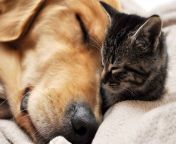 hd cats and dog images wallpaper.jpg from hd xexxx and doog