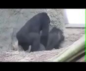 porn pic image of gorilla having sex.jpg from gorila and sex video free downloade