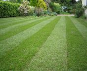 lawn stripey 1mg1.jpg from lwn