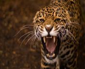26344 animals teeth jaguar jaguars.jpg from anminal