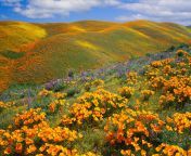 antelope valley poppies gettyimages 155160785.jpg from beatfuil