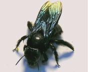 black bee.jpg from big bee