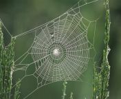 spiders web 1.jpg from web