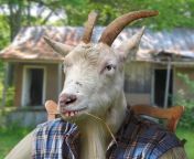 picture 11.jpg from man dick free goats