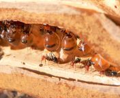 1188901324.jpg from honey ants jpg