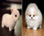 most adorable animals.jpg from new cute