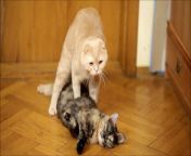 cats mating.jpg from cat mate with