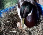 can ducks eat eggs.jpg from benefit of eating egg