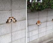 o dog stuck in wall facebook.jpg from cute stuck on wall