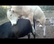 hqdefault.jpg from big cock bull mating a hard videosexy hot video