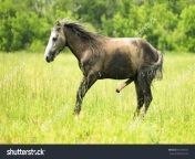 stock photo stallion with big penis at pasture 441693574.jpg from erect stallion coc