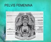 pelvis femenina l.jpg from disección perineal femenina