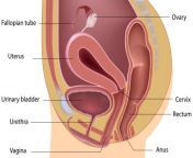 diagram of female anatomy.jpg from prolapses her cervix during anal sex 03012 prolapses her cervix during anal sex