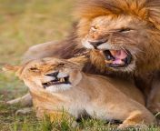 lions mating.jpg from lion mating com