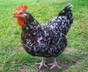 speckled sussex chicken 500x500.jpg from tamil cock susex