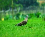 red collard dove.jpg from videos kaldighi park