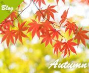 autumn.jpg from 武汉哪里有空姐服务 微信6411439 1226d