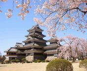matsumoto cherry blossom castle bunga sakura mekar di tempat wisata di jepang.jpg from jeoang