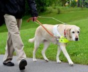 guide dog working 1024x764.jpg from guide can