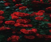 17 wallpapers de flores para celular para baixar flores vermelho vivo rosas.jpg from rpg para celular 2021wjbetbr com caça níqueis eletrônicos entretenimento on line da vida real receber sez