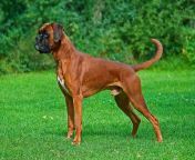 boxer dog breed.jpg from boxer