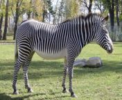 grevy zebra.jpg from zabra