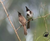 nightingale bird bulbul free for mobile pc background pics dwld bharatiy nightingale bulbul photography 2017 free show and download bulbul big size 1080p2c 1280p file size available.jpg from popatlal and bulbul xxx photat ru labiaà¦•à§‹à¦¯à¦¼à§‡à¦² à¦®à¦²à§ à¦²à¦¿à¦• à¦¸à§‡à¦•à§ à¦¸ à¦­à¦¿ï¿½ï¿½indian xxxx video mp3malayalam actor dileep nude sex fake imagsall indin actress sex potoswwe lana naked picsex kannada movie first night saree sex mp4 videosan desi village girl sex videow tamilsexvideos comw xgor