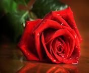 wet rose hd wallpapers.jpg from phots beautyful roes