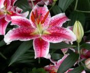 oriental lily.jpg from indian lily self