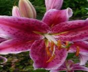 oriental lily acapulco jpgwidth800 from honey lily show her hot body