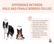 female vs male border collie differences 5004 orig.jpg from dogs v sex