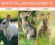 how to know how old a rabbit is 4253 600.jpg from 16 old bunny le