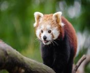 red panda.jpg from exotic panda