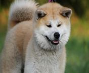 akita japanese dog.jpg from akita l