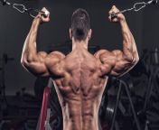 muscularback.jpg from muscle