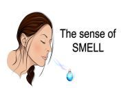 sense of smell.jpg from smell ma