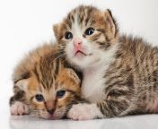 two cute kitty cats two cute kitty cats lay white studio background 147253797.jpg from kitty lay
