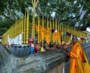 worshipper places clay pot next to sacred bodhi tree kataragama temple sri lanka buddhist 78558443.jpg from sri lanka niliyange niruwath pot suney xxx video