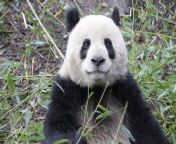 giant panda panda valley china close up funny giant panda fluffy face eating bamboo leaves 144924418.jpg from www xxx panda Ø³ÙƒØ³ Ù†ÙŠÙƒ Ø¨Ù†Ø§Øª Ø³ÙˆØ¯Ø§Ù†ÙŠ Ø¬Ø¯ÙŠØ¯amazon jungle sex 3gp xxx bangla com bdideo desi bangla wife 3gpkingbest com bil