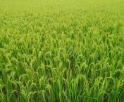 indian dhan rice plants indian dhan rice plants 197284894.jpg from indian dhan