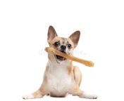 doggy keeps bone teeth 26127359.jpg from lyingdoggy