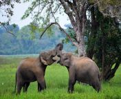 elephants love sri lanka srí 32120894.jpg from srilankansex potos
