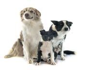 famaily border collie family collier front white background 59201657.jpg from famaily